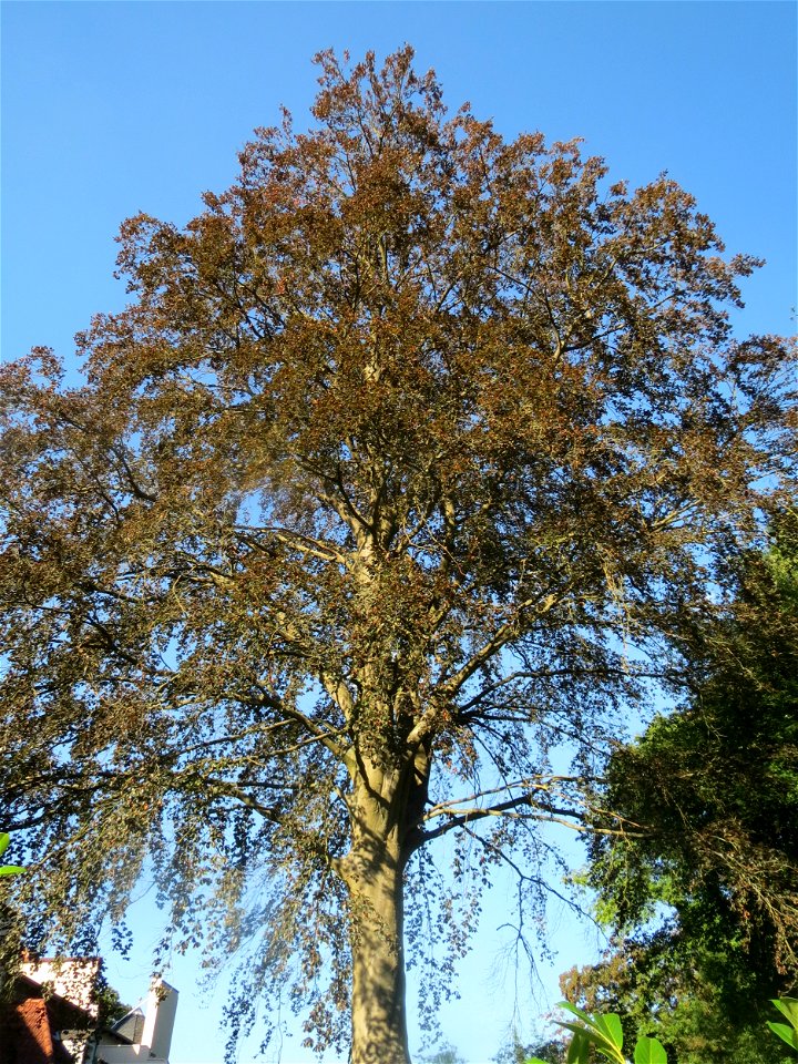 Blutbuche (Fagus sylvatica 'Purpurea') im Rodenhoferdell in Alt-Saarbrücken