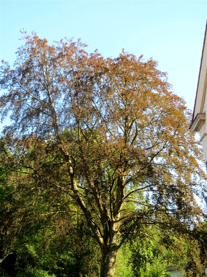 Blutbuche (Fagus sylvatica 'Purpurea') im Rodenhoferdell in Alt-Saarbrücken