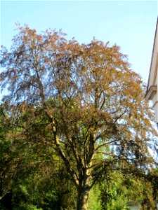 Blutbuche (Fagus sylvatica 'Purpurea') im Rodenhoferdell in Alt-Saarbrücken