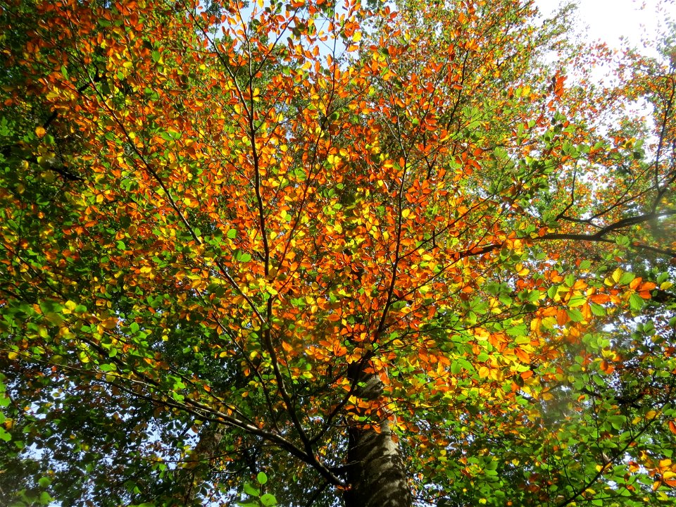 Frühzeitig herbstende Rotbuche (Fagus sylvatica) im Schwetzinger Hardt