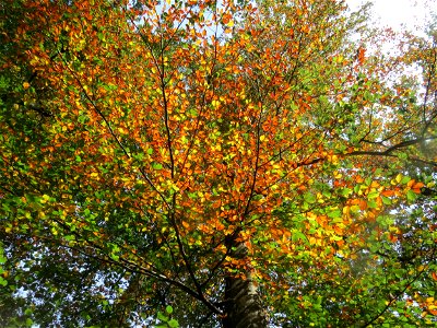 Frühzeitig herbstende Rotbuche (Fagus sylvatica) im Schwetzinger Hardt