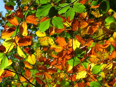 Frühzeitig herbstende Rotbuche (Fagus sylvatica) im Schwetzinger Hardt