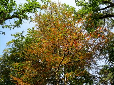 Frühzeitig herbstende Rotbuche (Fagus sylvatica) im Schwetzinger Hardt
