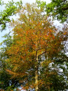 Frühzeitig herbstende Rotbuche (Fagus sylvatica) im Schwetzinger Hardt