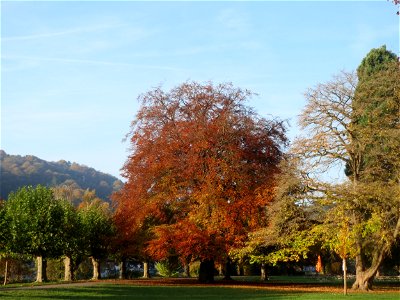 Blutbuche (Fagus sylvatica 'Purpurea') am Staden in Saarbrücken