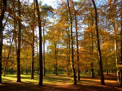 Herbstliche Rotbuchen (Fagus sylvatica) im Schwetzinger Hardt