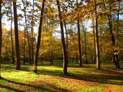 Herbstliche Rotbuchen (Fagus sylvatica) im Schwetzinger Hardt