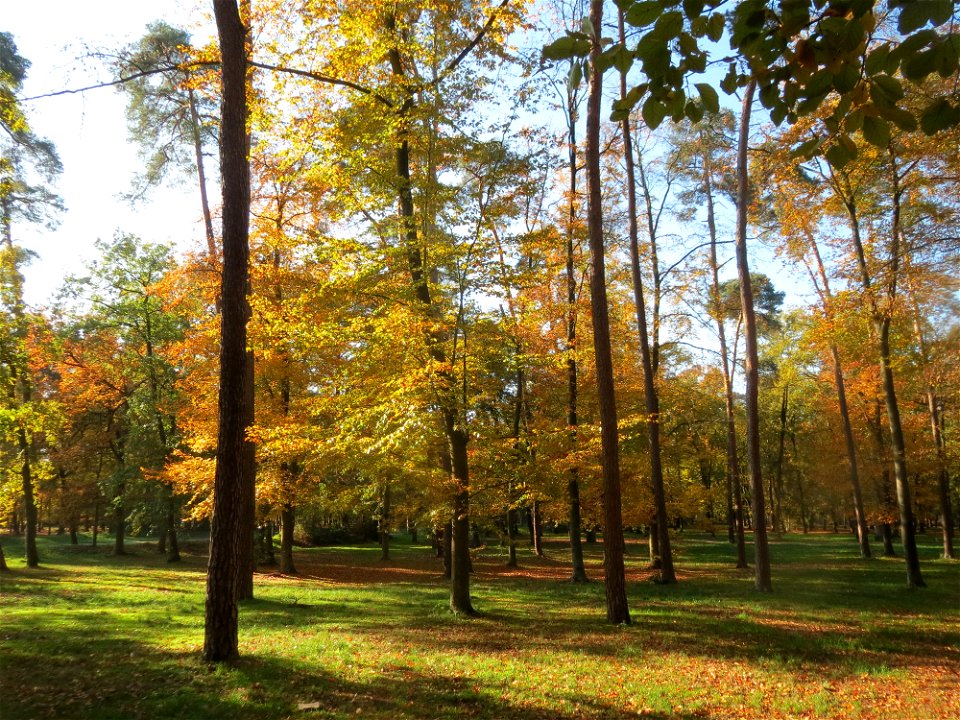 Herbstliche Rotbuchen (Fagus sylvatica) im Schwetzinger Hardt