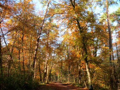 Herbstliche Rotbuchen (Fagus sylvatica) nebst Waldkiefern im Schwetzinger Hardt zwischen Walldorf und Sandhausen