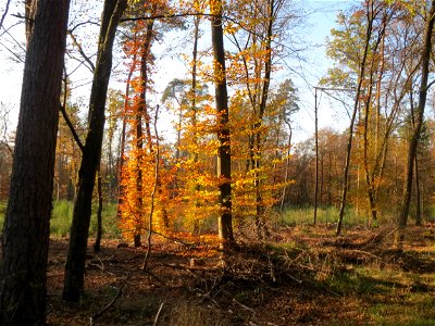 Herbstliche Rotbuchen (Fagus sylvatica) am St. Ilgener Viehtrieb im Schwetzinger Hardt