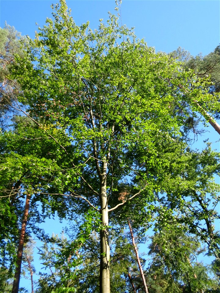 Rotbuche (Fagus sylvatica) in der Schwetzinger Hardt