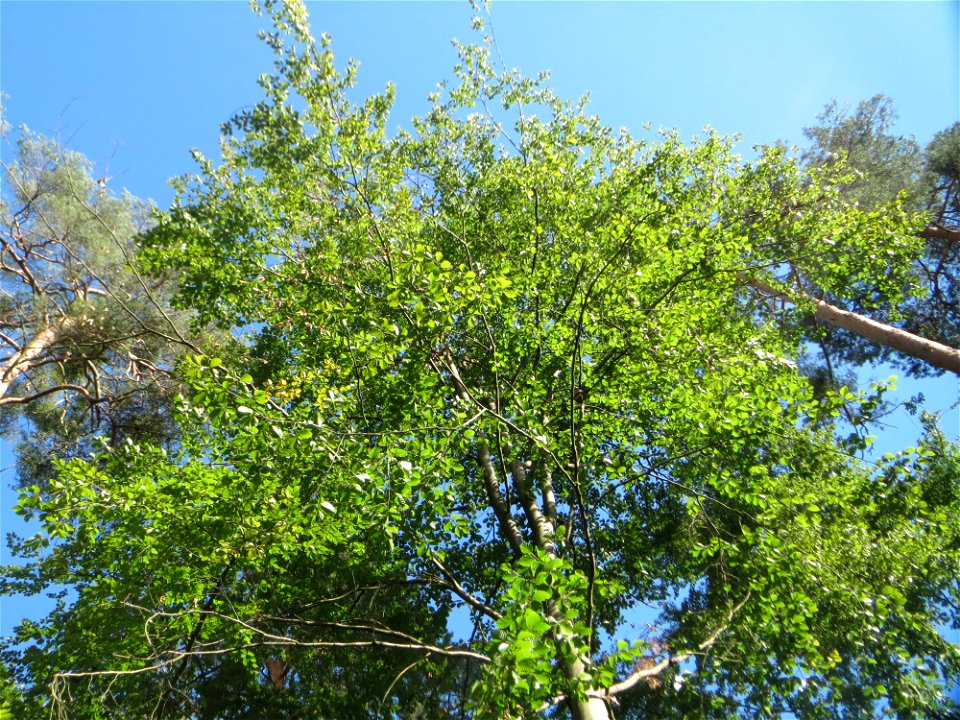 Rotbuche (Fagus sylvatica) in der Schwetzinger Hardt
