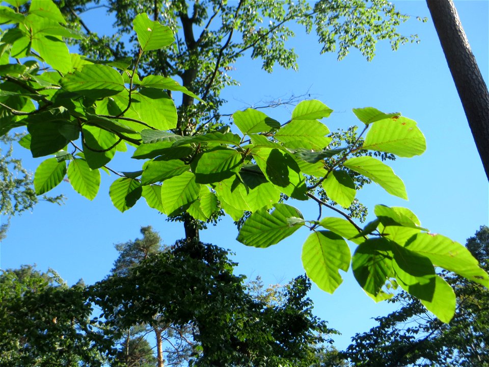 Rotbuche (Fagus sylvatica) in der Schwetzinger Hardt