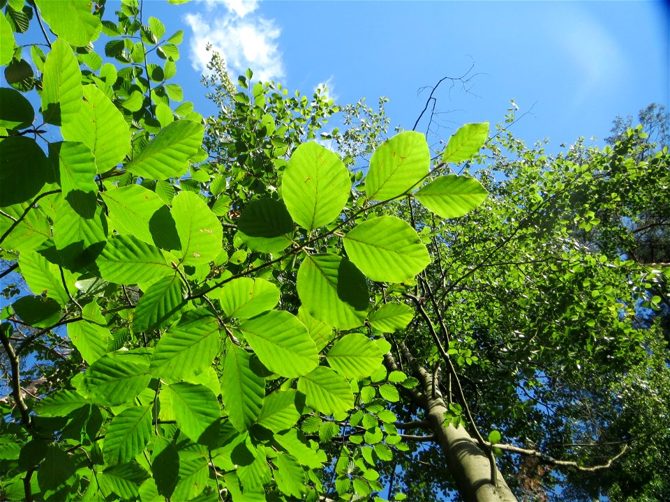 Rotbuche (Fagus sylvatica) in der Schwetzinger Hardt