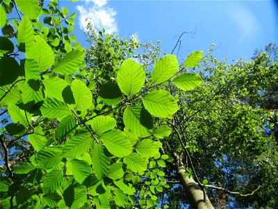 Rotbuche (Fagus sylvatica) in der Schwetzinger Hardt