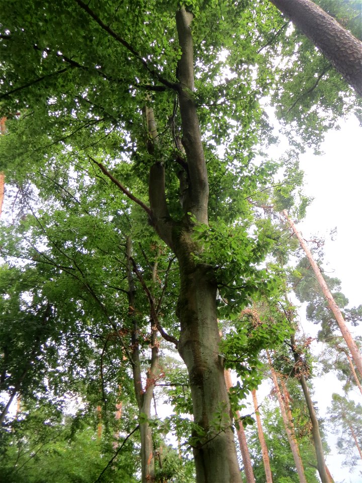 Rotbuche (Fagus sylvatica) in der Schwetzinger Hardt