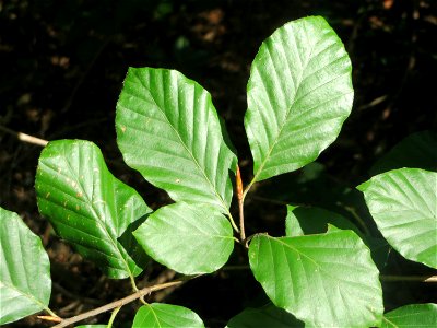 Blätter einer Rotbuche (Fagus sylvatica) in der Schwetzinger Hardt an einem Randstreifen der Bahnstrecke Mannheim-Karlsruhe