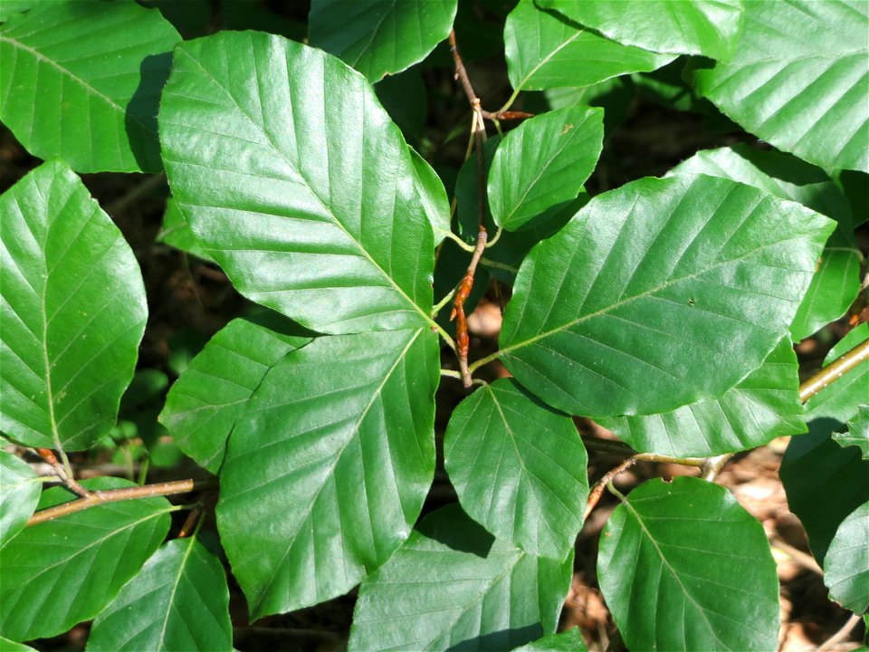 Blätter einer Rotbuche (Fagus sylvatica) in der Schwetzinger Hardt an einem Randstreifen der Bahnstrecke Mannheim-Karlsruhe