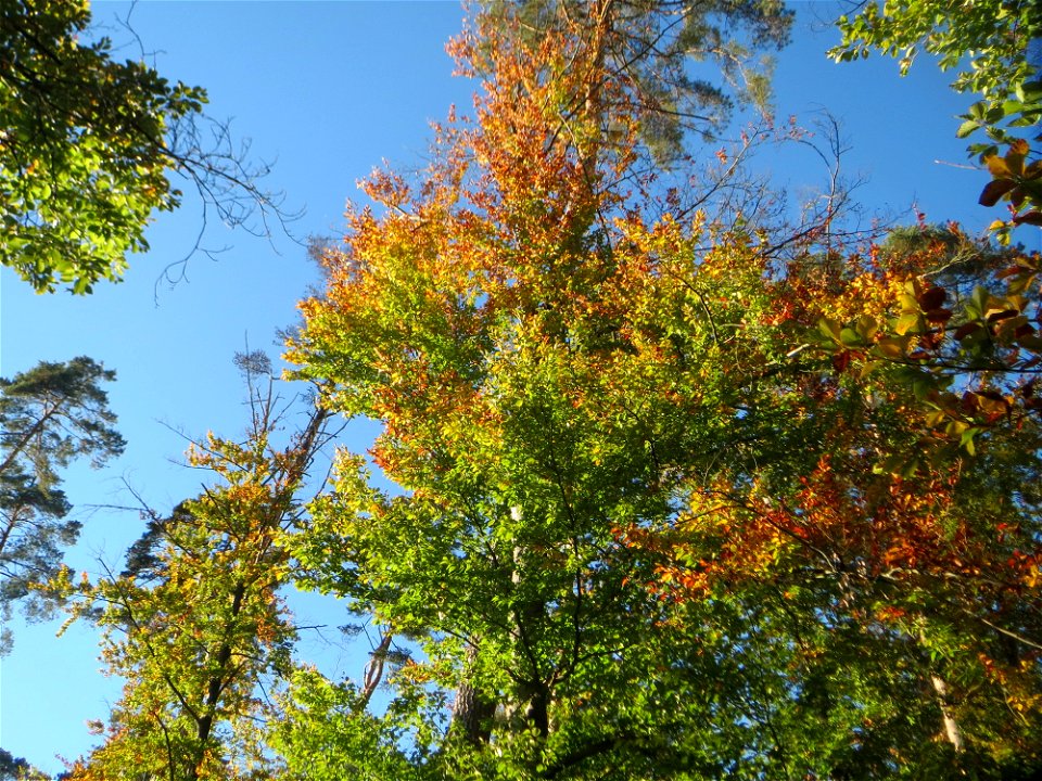 Rotbuche (Fagus sylvatica) in der Schwetzinger Hardt
