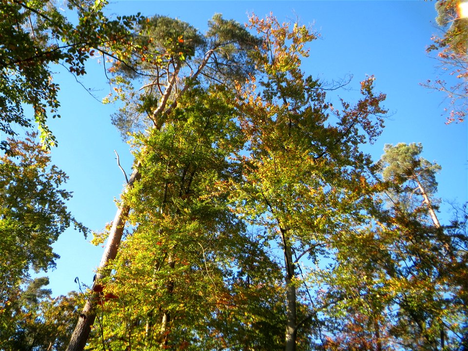 Rotbuche (Fagus sylvatica) in der Schwetzinger Hardt
