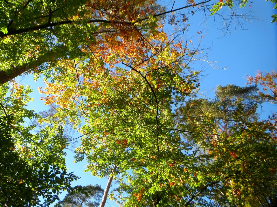 Rotbuche (Fagus sylvatica) in der Schwetzinger Hardt