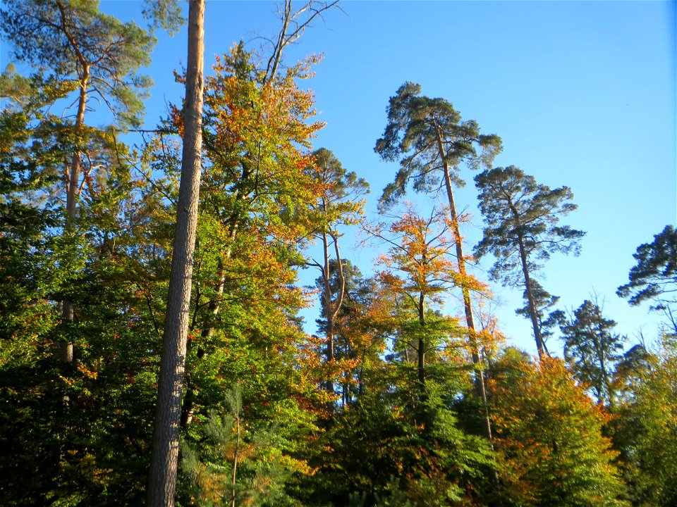 Buchen- (Fagus sylvatica) und Kiefernbestand (Pinus sylvestris) in der Schwetzinger Hardt
