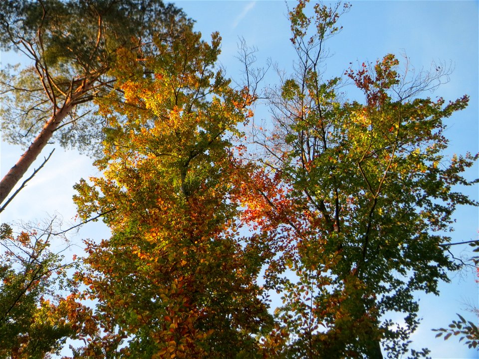 Herbstliche Rotbuchen (Fagus sylvatica) nebst Kiefern in der Schwetzinger Hardt