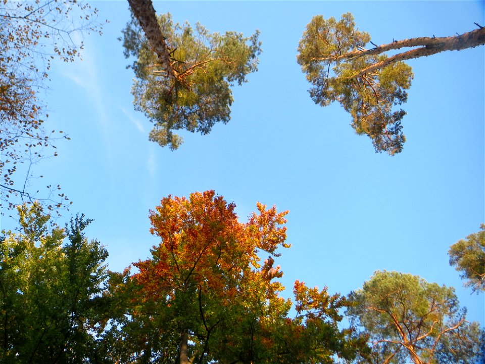 Herbstliche Rotbuchen (Fagus sylvatica) nebst Kiefern in der Schwetzinger Hardt