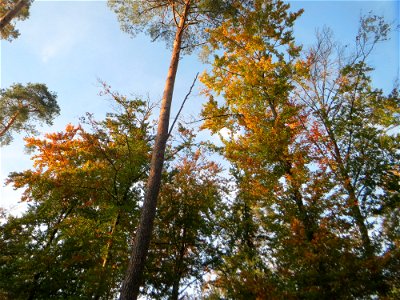 Herbstliche Rotbuchen (Fagus sylvatica) nebst Kiefern in der Schwetzinger Hardt