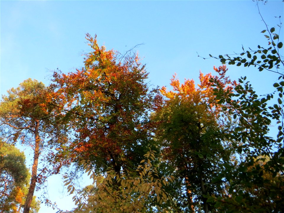 Herbstliche Rotbuchen (Fagus sylvatica) nebst Kiefern in der Schwetzinger Hardt
