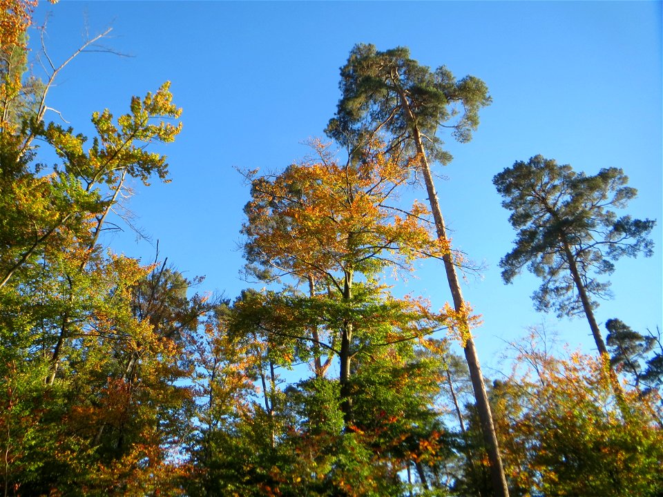 Buchen- (Fagus sylvatica) und Kiefernbestand (Pinus sylvestris) in der Schwetzinger Hardt