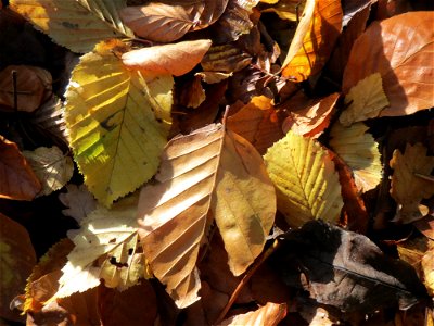 Blätter der Hainbuche (Carpinus betulus) und Rotbuche (Fagus sylvatica) im Dianenhain in Saarbrücken