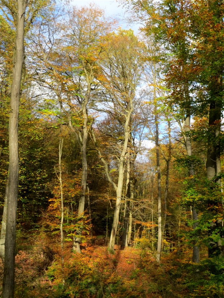 Buchenbestand (Fagus sylvatica) im Dianenhain in Saarbrücken