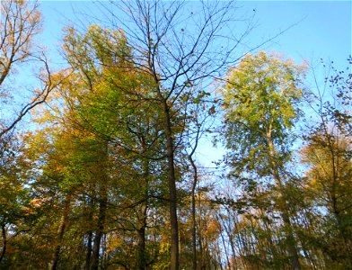Buchenbestand (Fagus sylvatica) im Dianenhain in Saarbrücken
