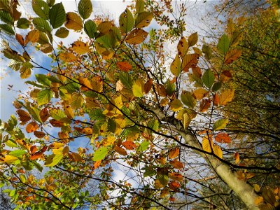 Buchenbestand (Fagus sylvatica) im Dianenhain in Saarbrücken