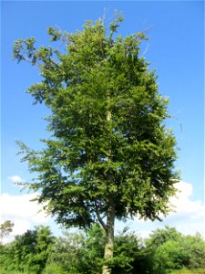 Rotbuche (Fagus sylvatica) in der Schwetzinger Hardt mit erkennbarer Schädigung durch den Egerling-Frass (Maikäfer) - Die Baumkrone zieht sich zurück