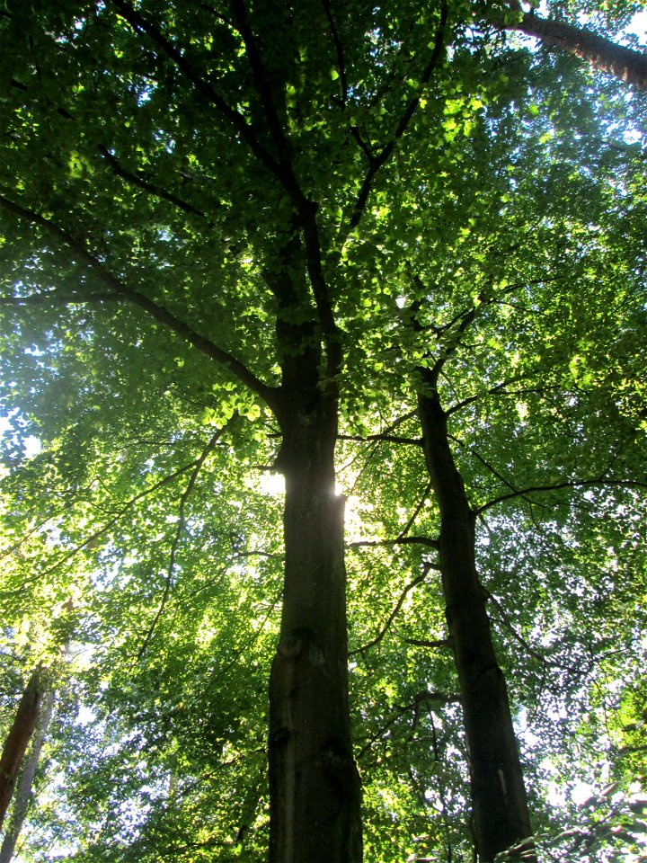 Rotbuche (Fagus sylvatica) in der Schwetzinger Hardt