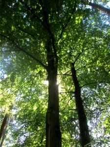 Rotbuche (Fagus sylvatica) in der Schwetzinger Hardt