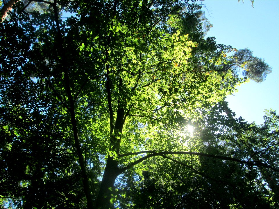 Rotbuche (Fagus sylvatica) in der Schwetzinger Hardt