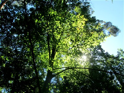 Rotbuche (Fagus sylvatica) in der Schwetzinger Hardt