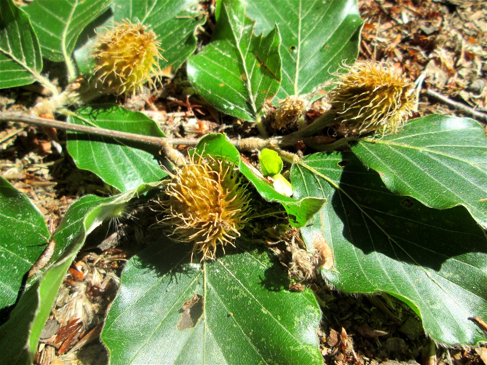 Rotbuche (Fagus sylvatica) in der Schwetzinger Hardt