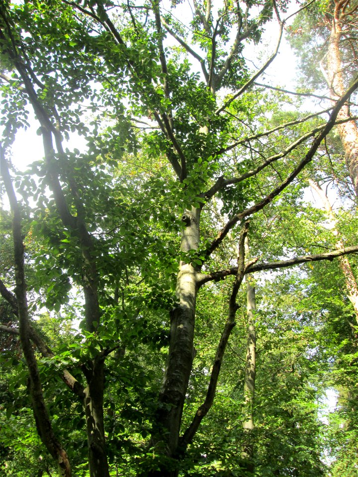 Schädigung durch den Egerling-Frass (Maikäfer) an der Rotbuche (Fagus sylvatica) in der Schwetzinger Hardt nahe am Hockenheimer Baggersee