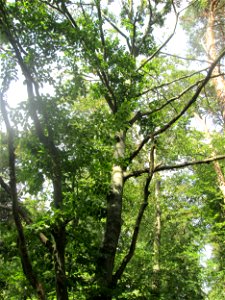 Schädigung durch den Egerling-Frass (Maikäfer) an der Rotbuche (Fagus sylvatica) in der Schwetzinger Hardt nahe am Hockenheimer Baggersee