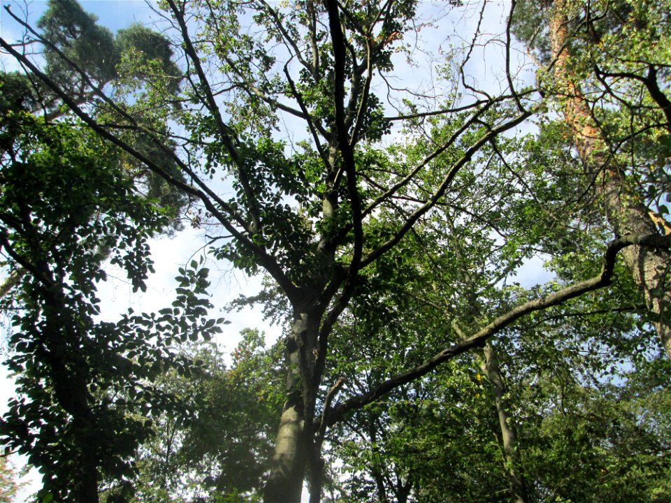 Schädigung durch den Egerling-Frass (Maikäfer) an der Rotbuche (Fagus sylvatica) in der Schwetzinger Hardt nahe am Hockenheimer Baggersee