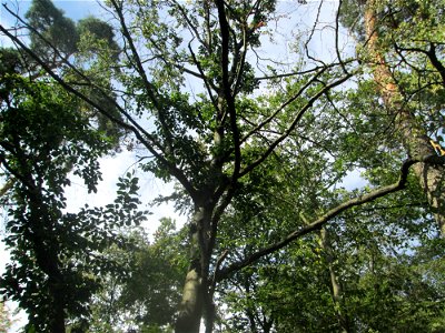 Schädigung durch den Egerling-Frass (Maikäfer) an der Rotbuche (Fagus sylvatica) in der Schwetzinger Hardt nahe am Hockenheimer Baggersee