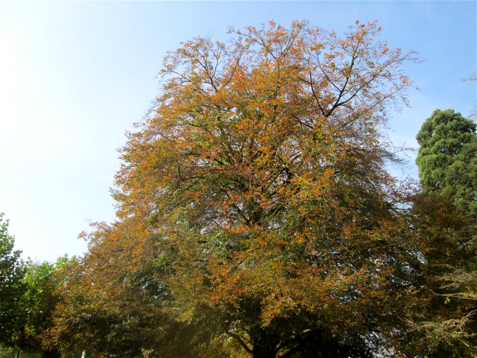 Blutbuche (Fagus sylvatica 'Purpurea') am Staden in Saarbrücken
