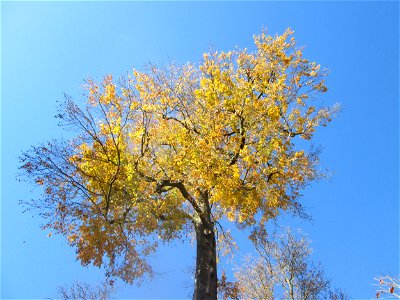 Herbstliche Rotbuche (Fagus sylvatica) im südlichen Boskett des Schwetzinger Schlossgartens