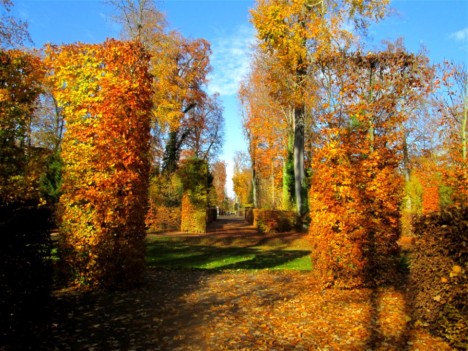 Buchenrondell (Fagus sylvatica) im südlichen Boskett des Schwetzinger Schlossgartens - die oval angelegten Buchenarkaden bilden das Pendant zur mit Flatterulmen bepflanzten Quin-cunx-Anlage
