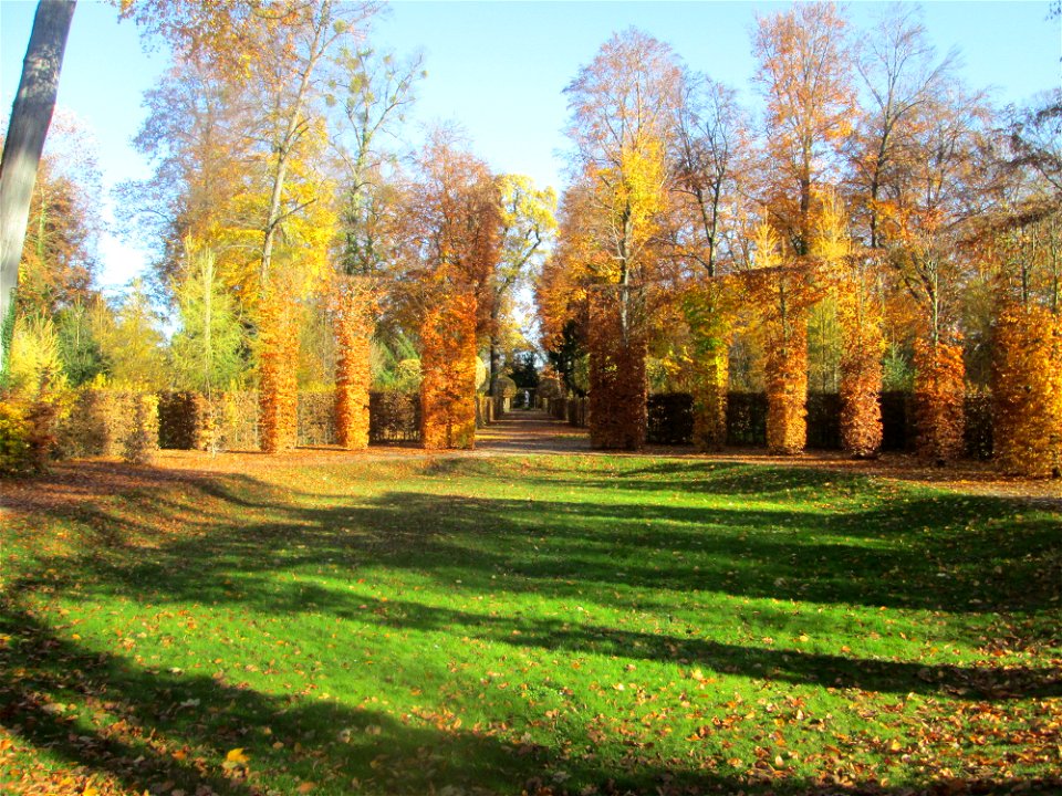 Buchenrondell (Fagus sylvatica) im südlichen Boskett des Schwetzinger Schlossgartens - die oval angelegten Buchenarkaden bilden das Pendant zur mit Flatterulmen bepflanzten Quin-cunx-Anlage
