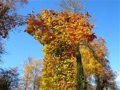 Buchenrondell (Fagus sylvatica) im südlichen Boskett des Schwetzinger Schlossgartens - die oval angelegten Buchenarkaden bilden das Pendant zur mit Flatterulmen bepflanzten Quin-cunx-Anlage